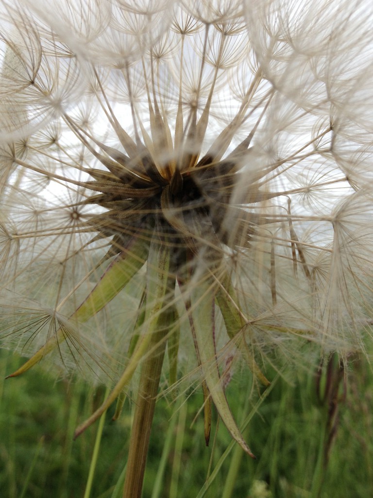 Djulö kärleksallé Juni 2013 003