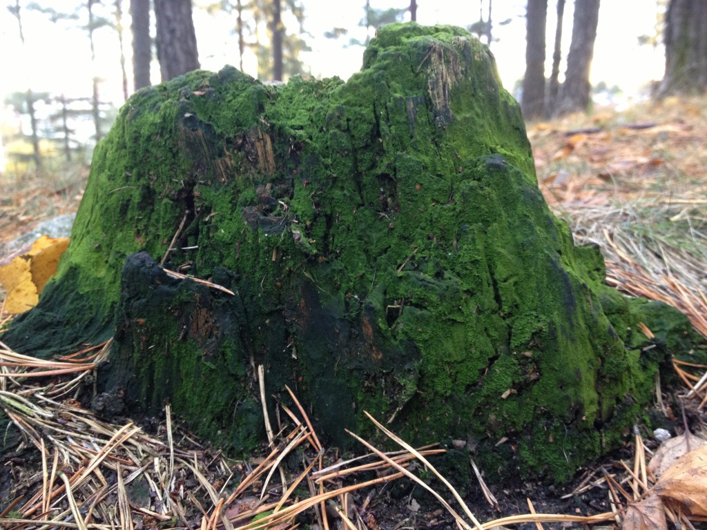 skolgård oktober 2013 001