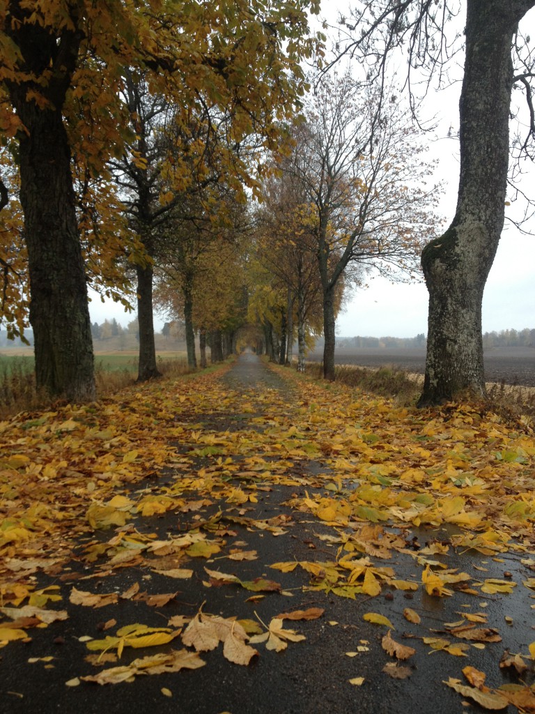 skolgård oktober 2013 004