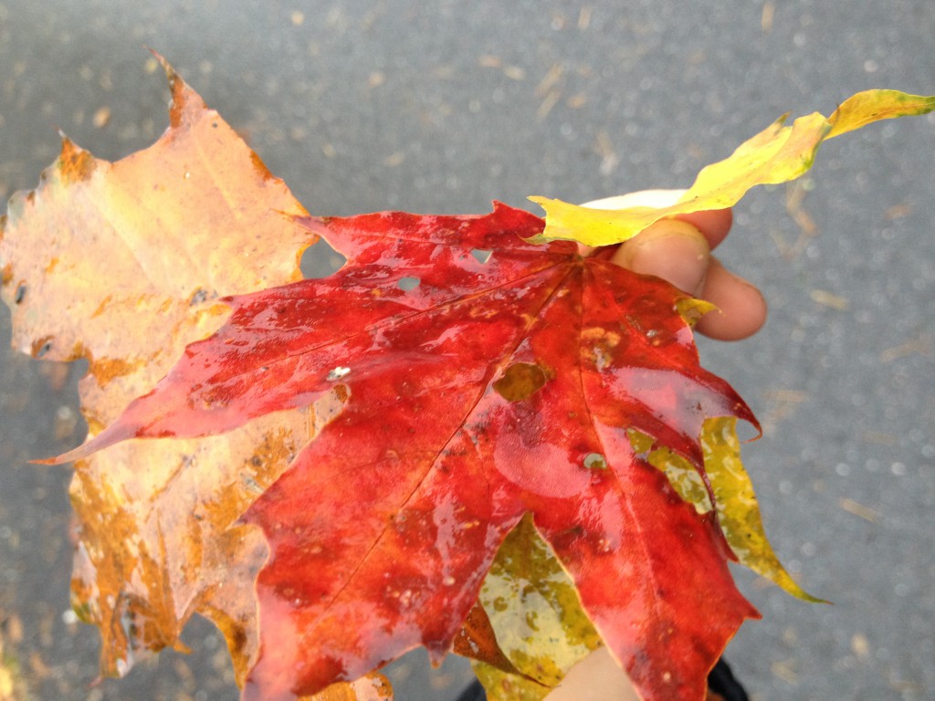 skolgård oktober 2013 008