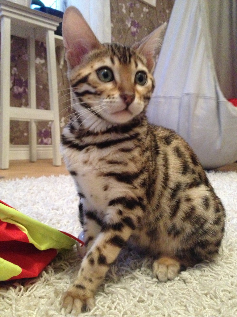 Grannens fina katt, januari 2014 005