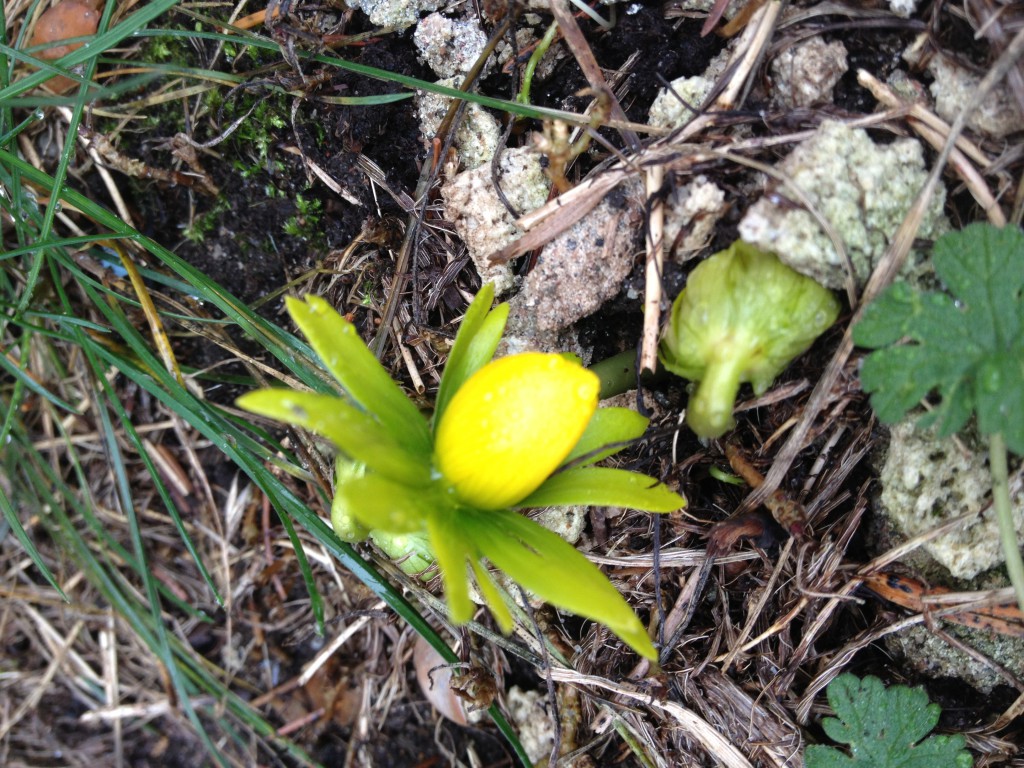 backavallen med pingviner och skridskor, sportlov 2014 001