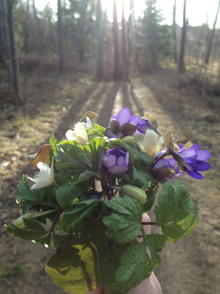 sippor i backarna står, 2014 005