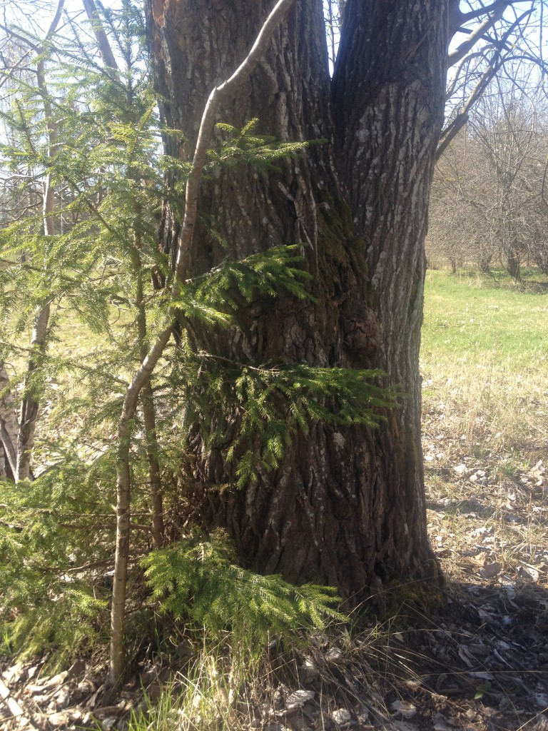 Soliga påskdagar 2014 008