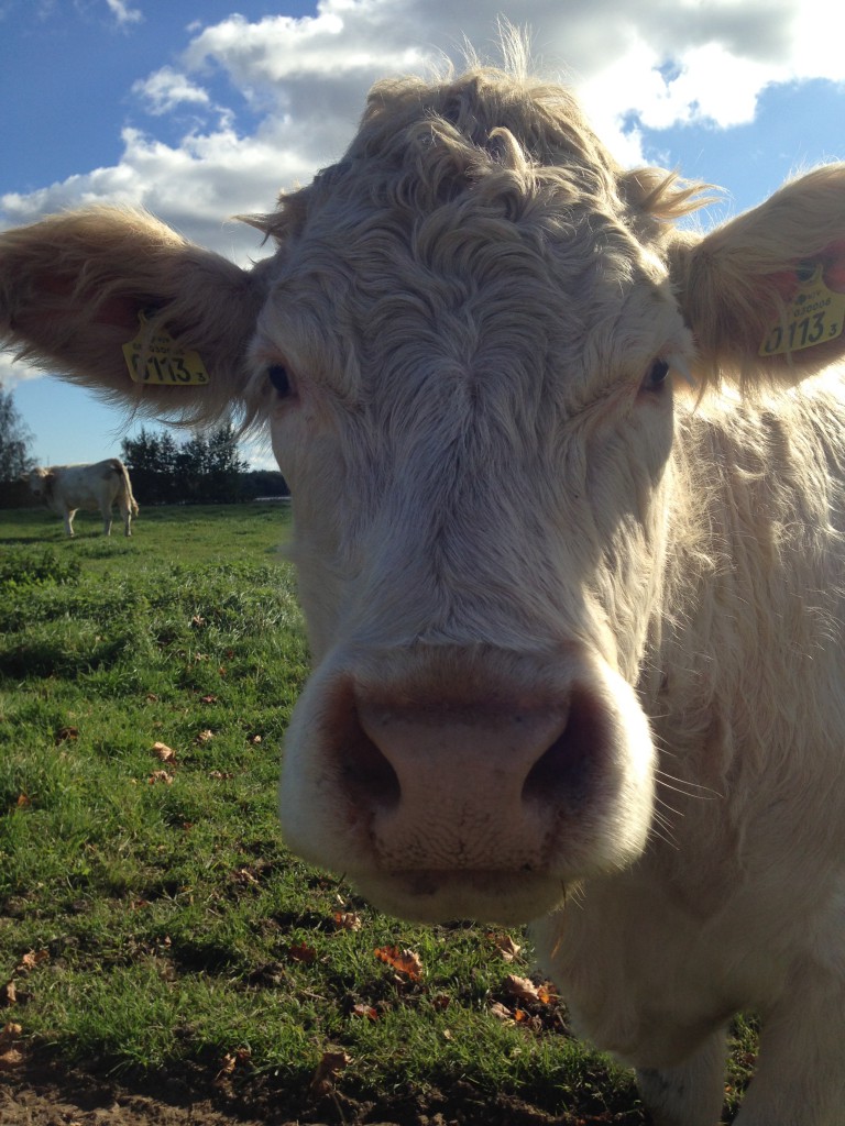 höstbilder november 2014 120