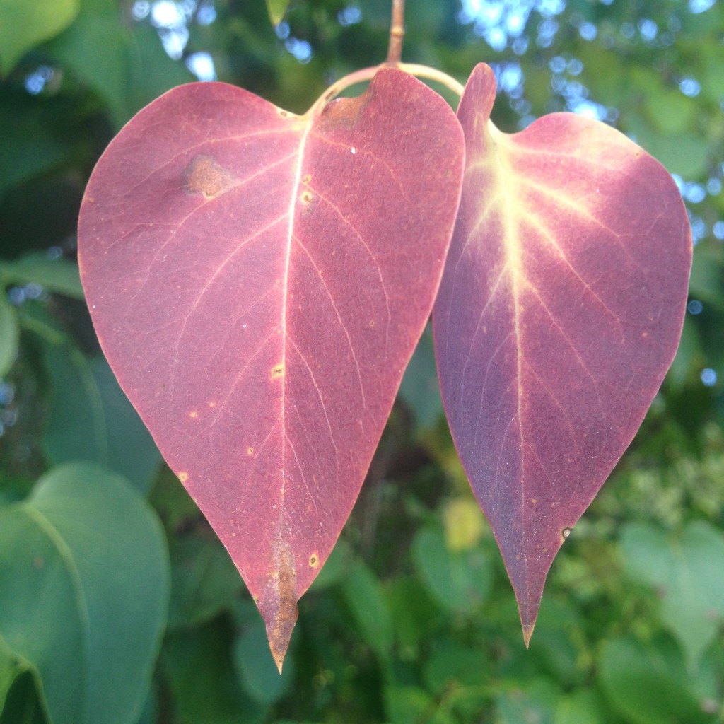 höstbilder november 2014 122