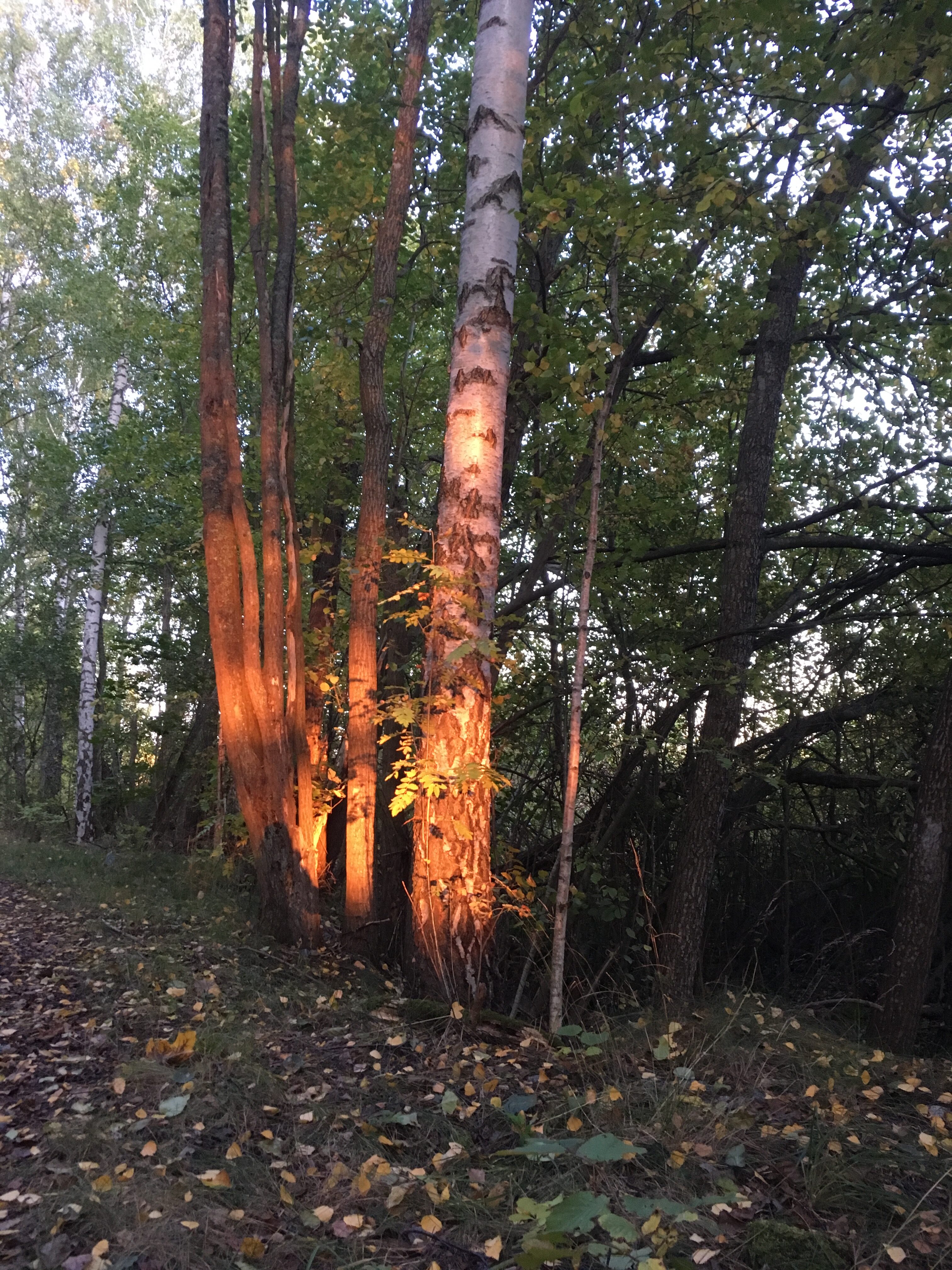 10e1d5a8 E717 4fdf B223 A4d0de4cf01b